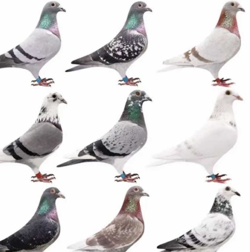 引进赛鸽找小磊，甄选优质赛鸽