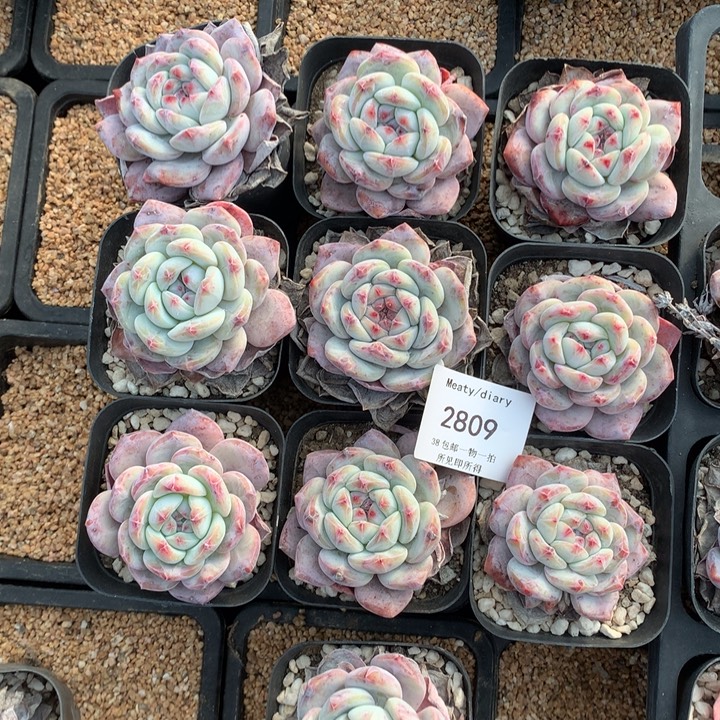 2809十颗星影脱土包邮