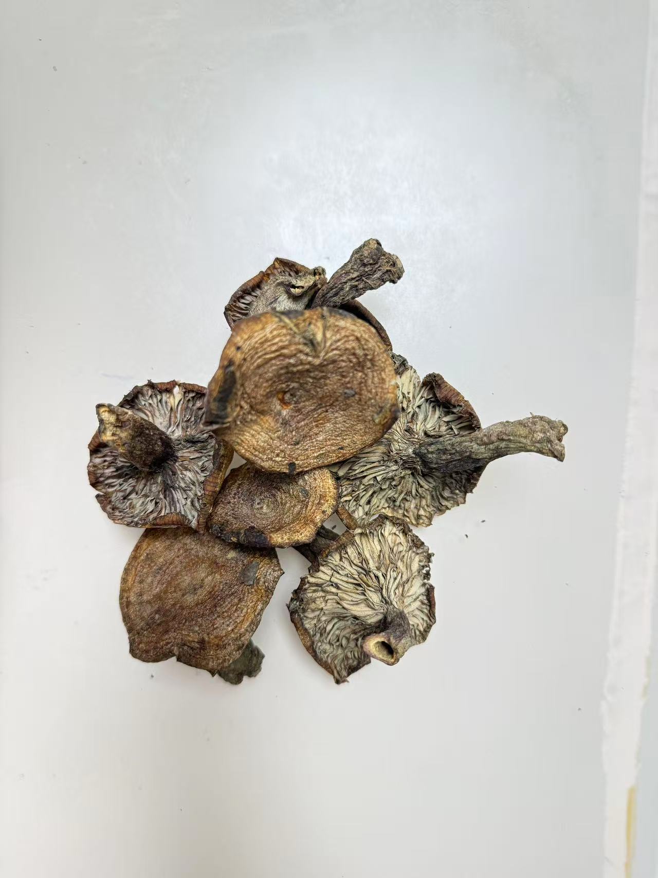 四川野生松菌九月香乌枞菌黄枞菌蘑菇九月香野生菌