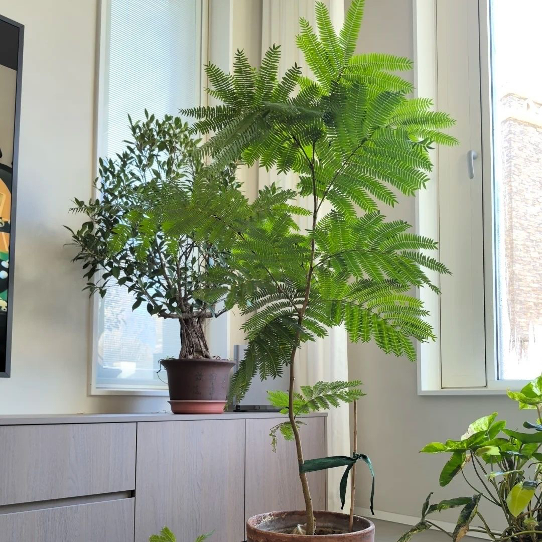 现摘现发密叶猴耳环植网红盆栽室内好养日版正版一树成景耐热绿植