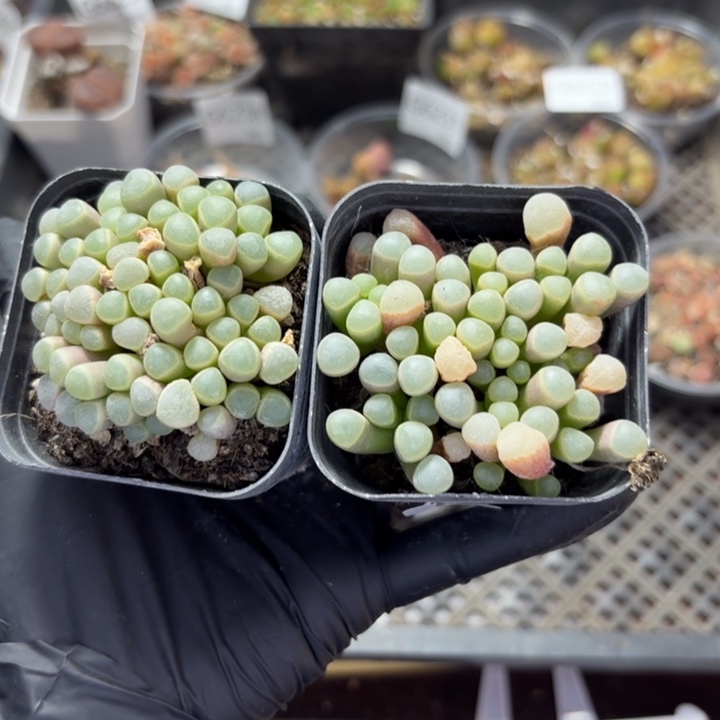 G6239 好看的多肉