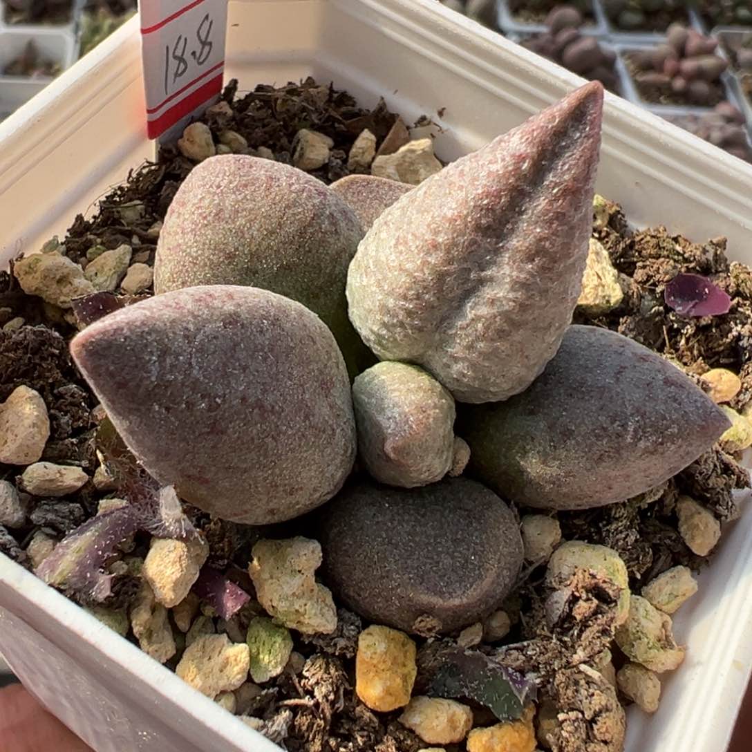 实生新品多肉植物水泡