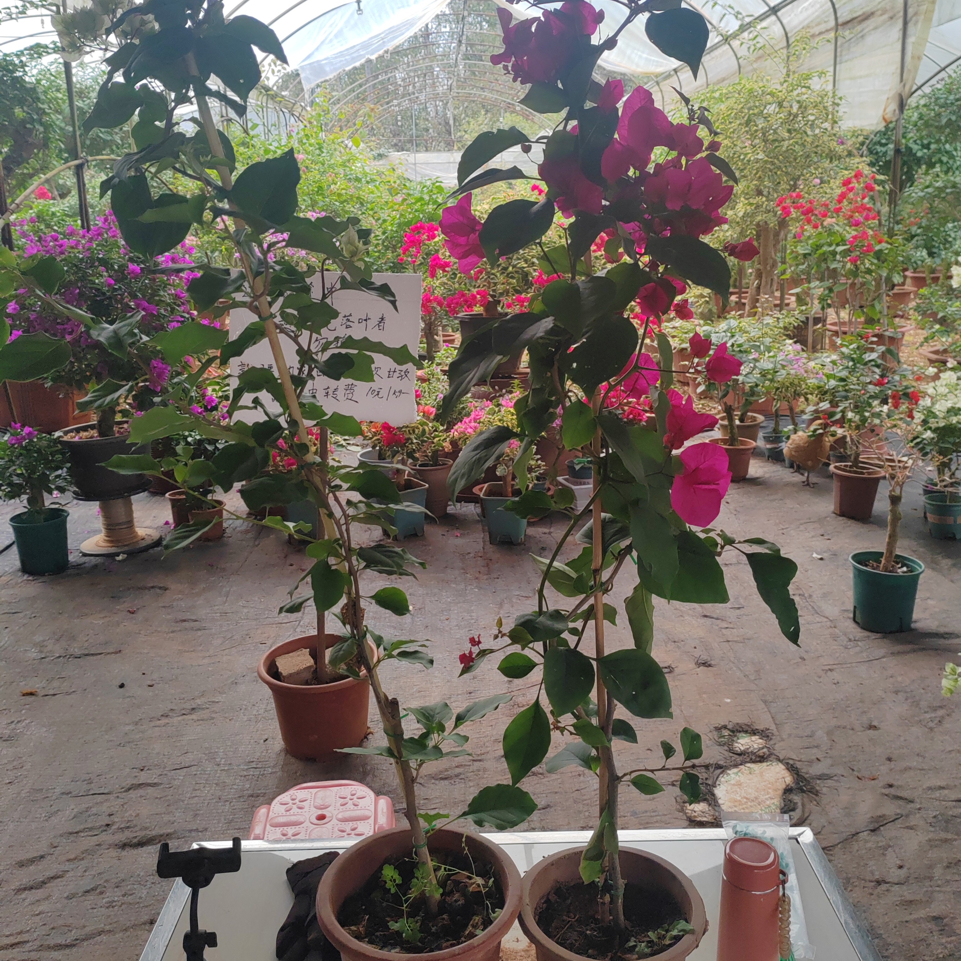 三角梅带花盆栽四季开花重瓣植物适合室内阳台种植