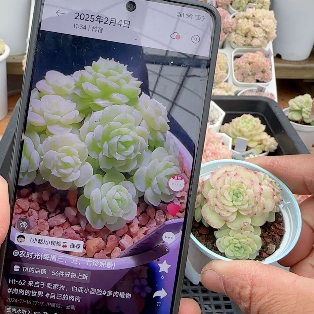 陈**儿【闪购商品】0204-93（ht-62）