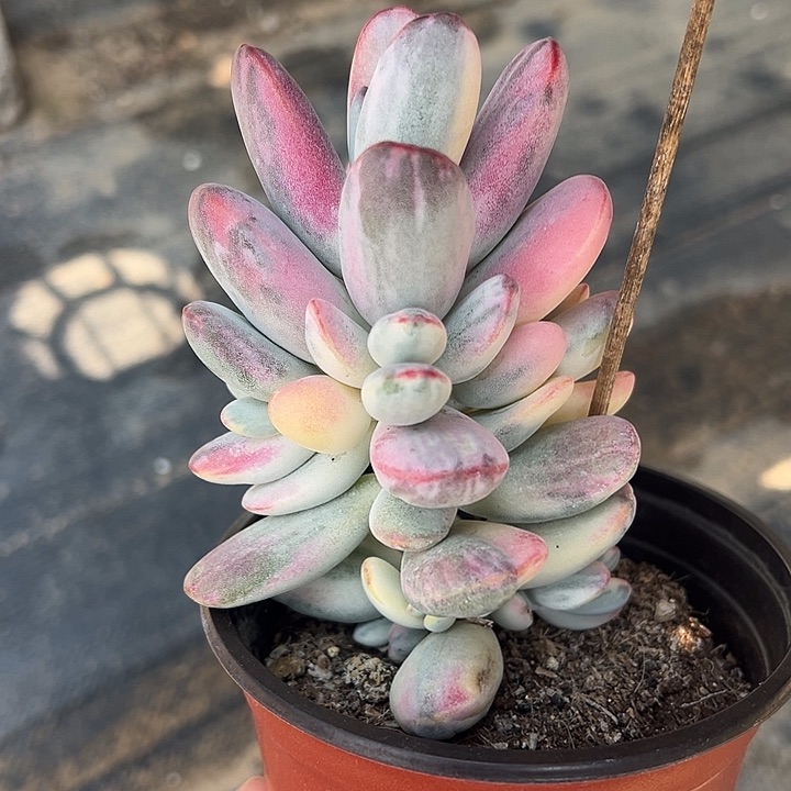 带盆发货乒乓福娘锦3579号