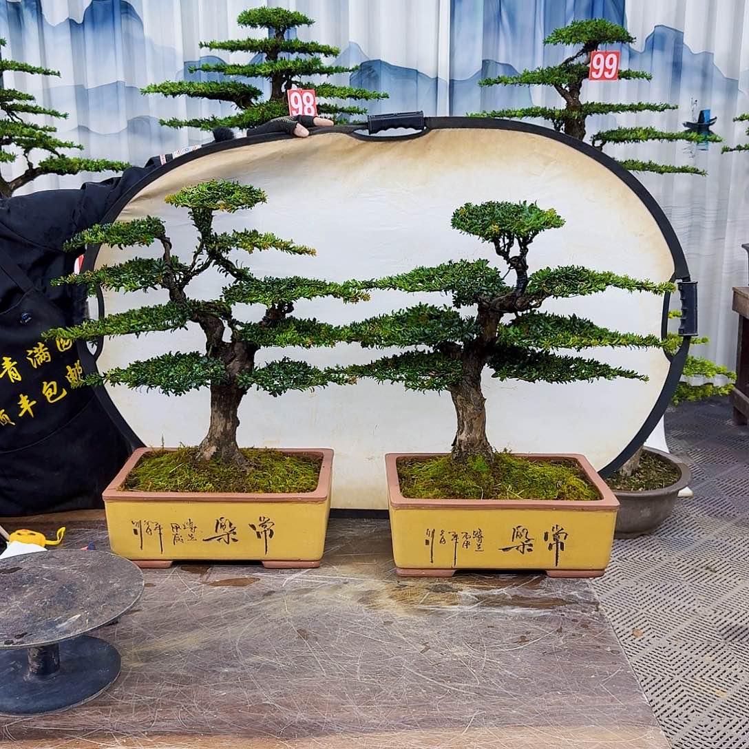 无花朵罗汉松8888888808