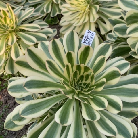 864保时捷满25包邮多肉