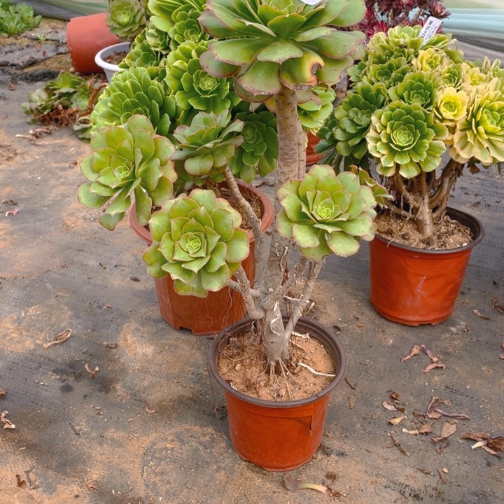 747军美丽法师多肉断枝不售后