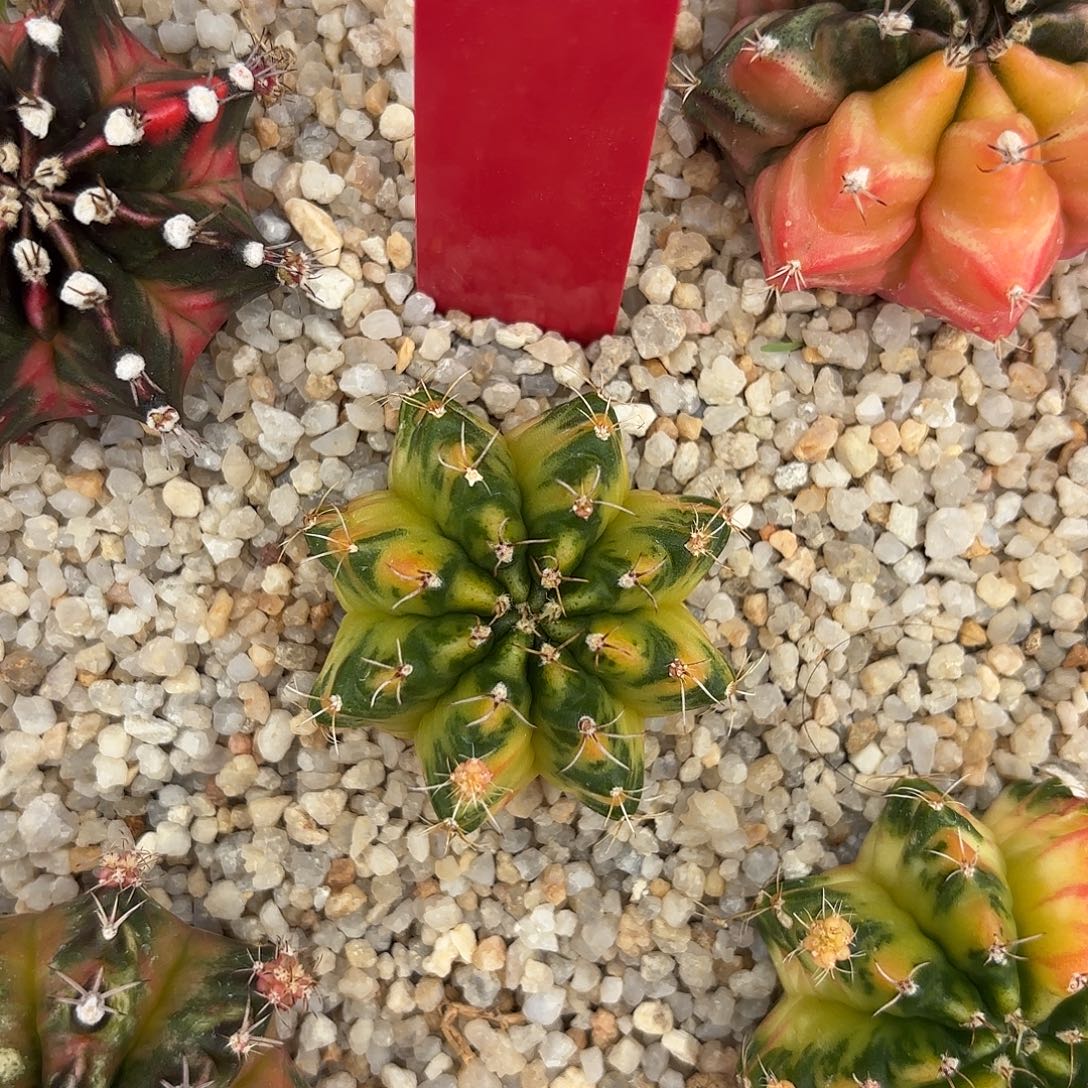 228-0828泰国发货 绿柚子