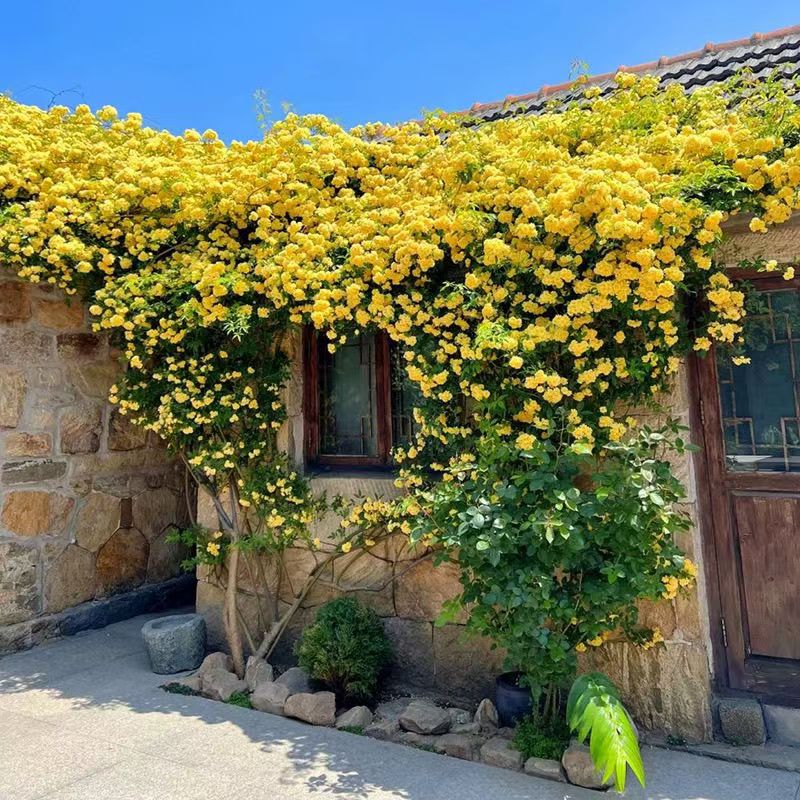 重瓣四季红木香黄白木香花苗庭院爬藤植物浓香花卉盆栽特大苗绿植