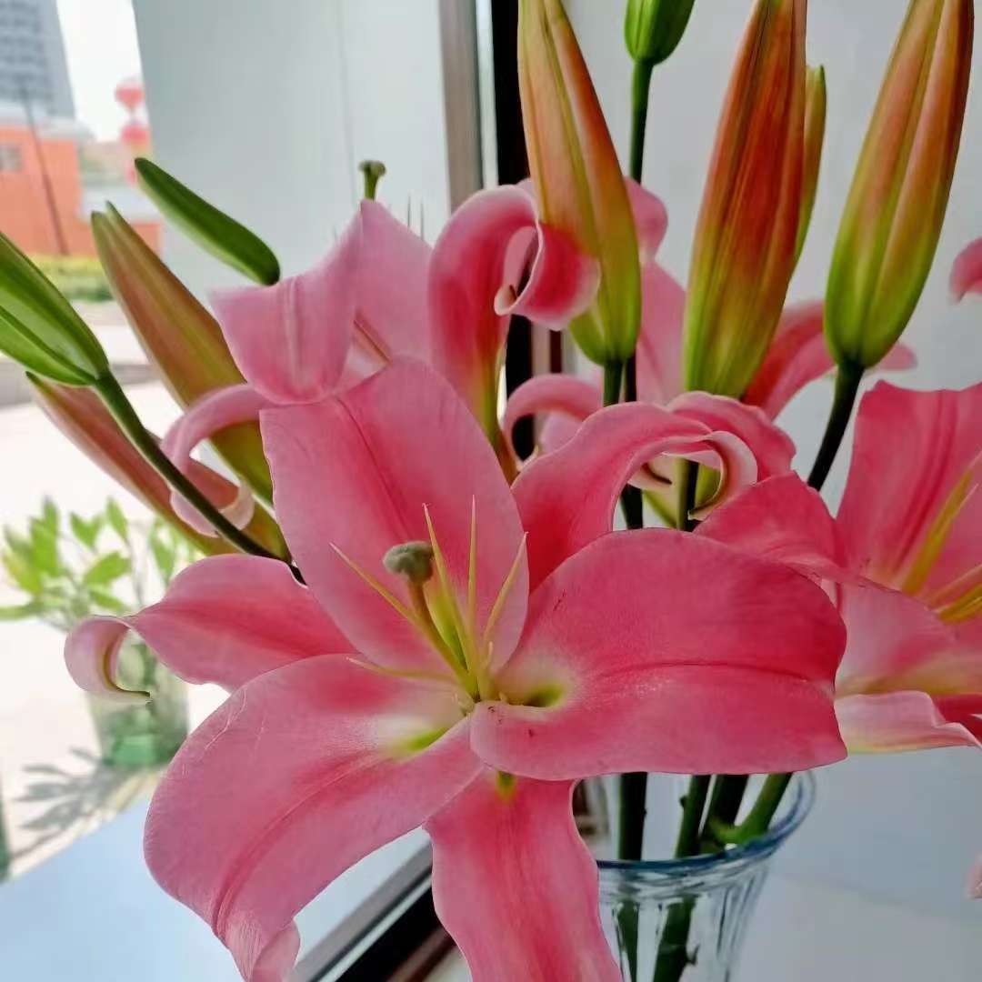 【基地直发】多西 香水百合 鲜花花卉