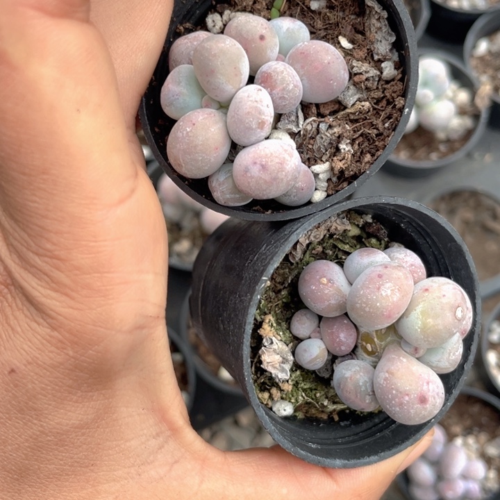 蛋黄奶随机发群满18包邮随机发一颗