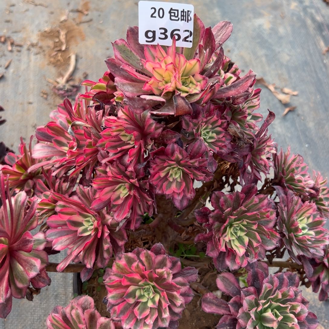 大***姐362红铜白，处理，满20包邮嘟叮熊