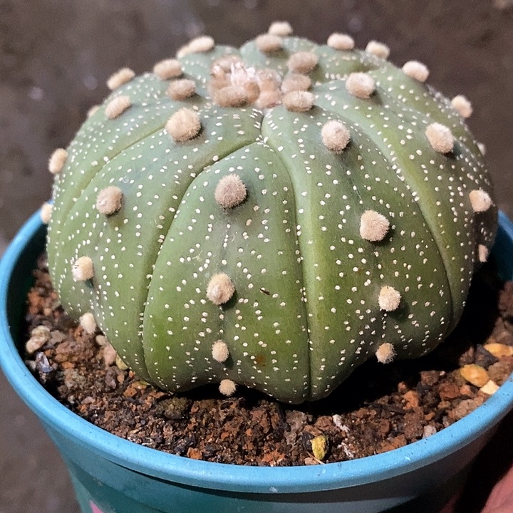 孤品实生多棱变异大尤海星兜8.3cm