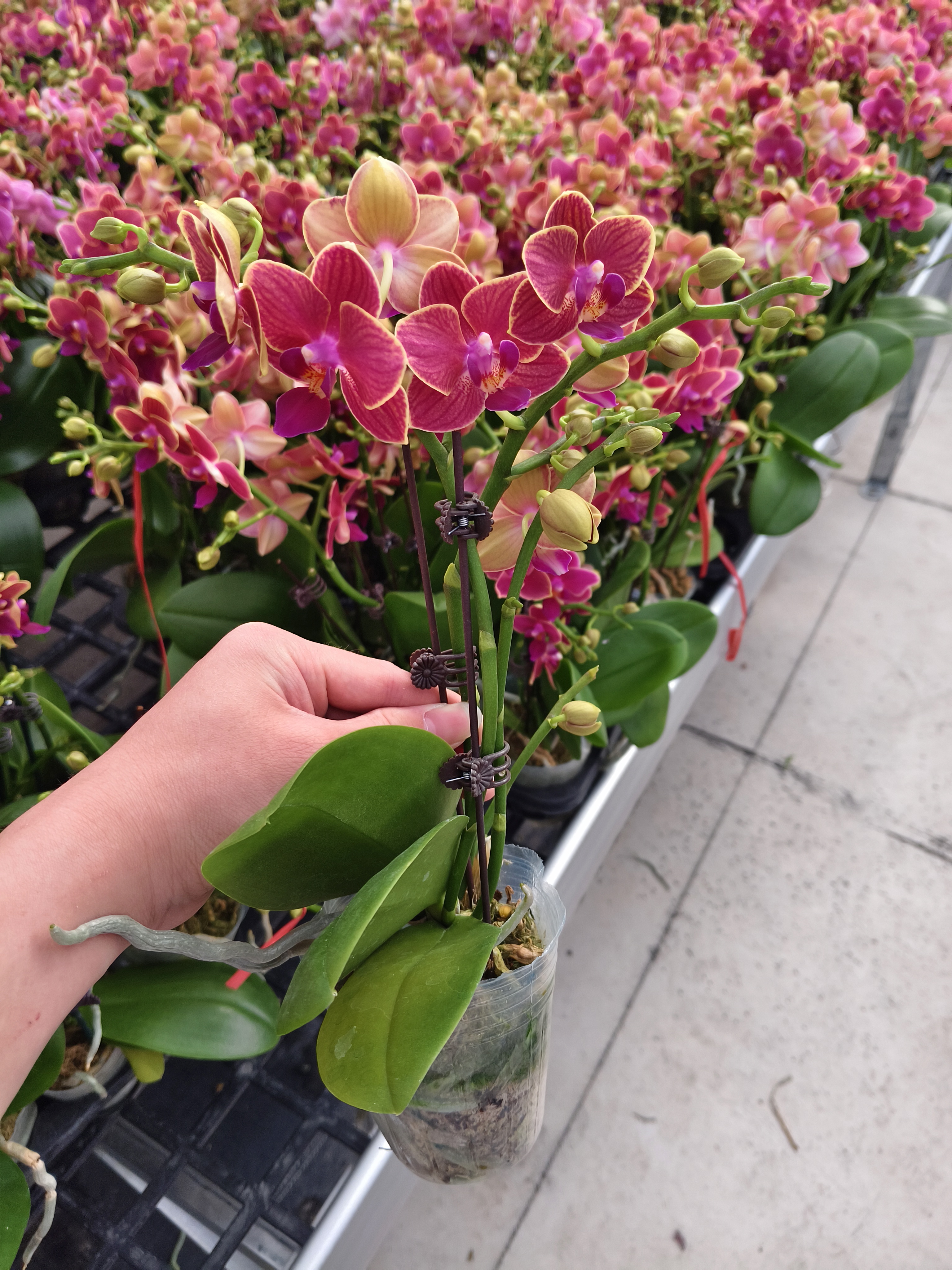  蝴蝶兰【玲珑】花苗盆栽带花剑花苞客厅室内四季好养观赏花卉