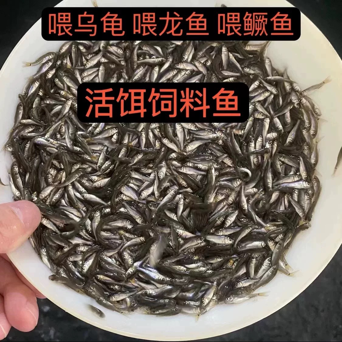 饲料鱼活鱼杂鱼麦穗鱼小鱼银龙鱼饲料开口饲料鱼淡水鱼包邮