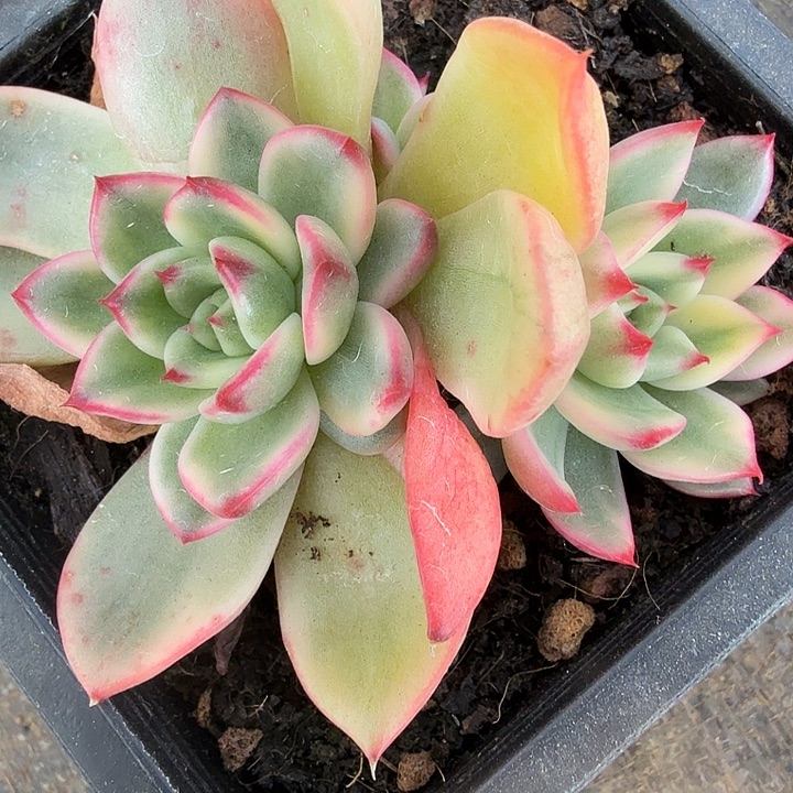 蔚蓝锦底座多肉锦