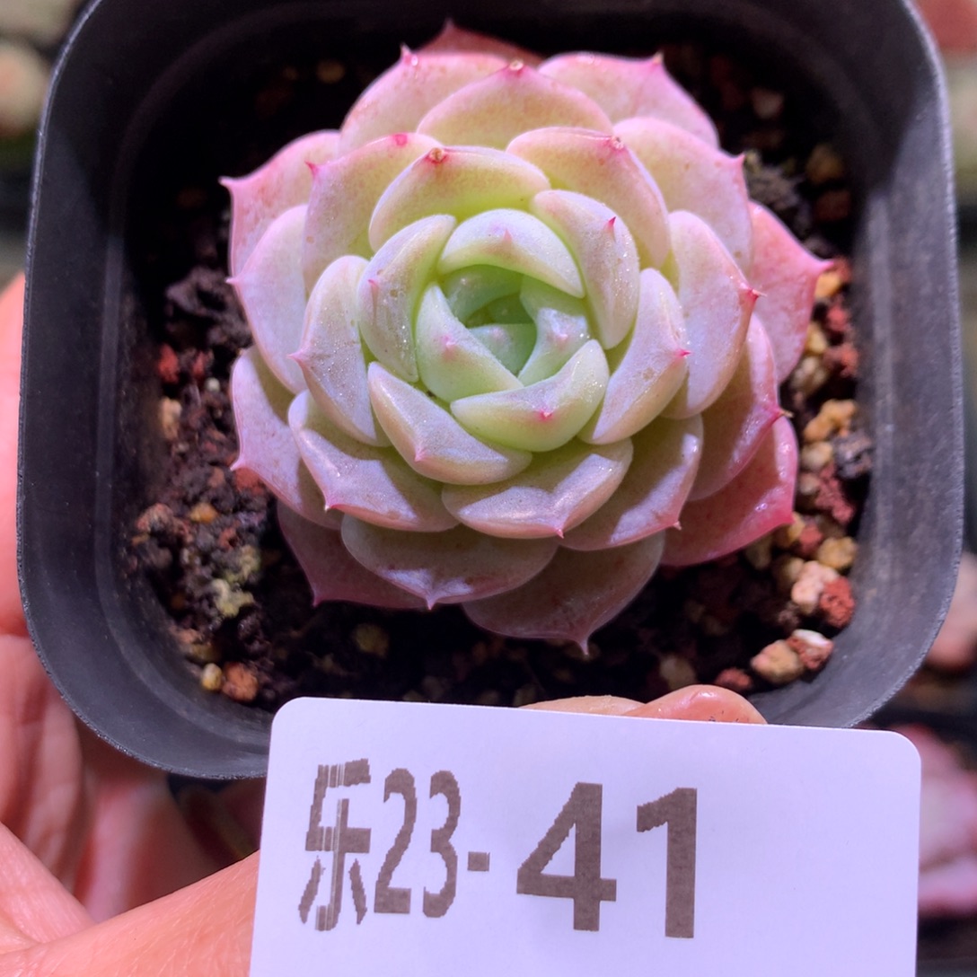 乐然23-41 纯爱单头 