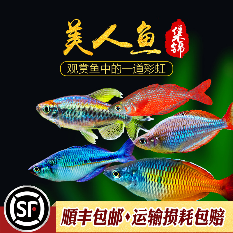 美人鱼集锦刚果鱼热带鱼观赏鱼苹果电光鸽子石美人鱼黄尾扯旗活体