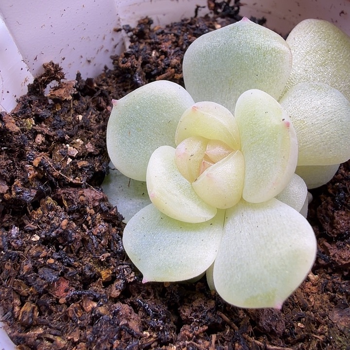 青梅五公分盆口哈