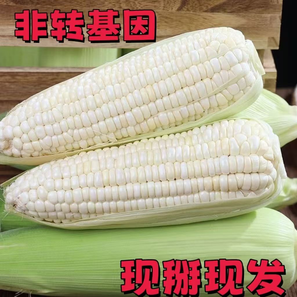 【山西忻州】新鲜糯玉米农家非转基因甜糯玉米棒代餐苞米带壳整箱山西省