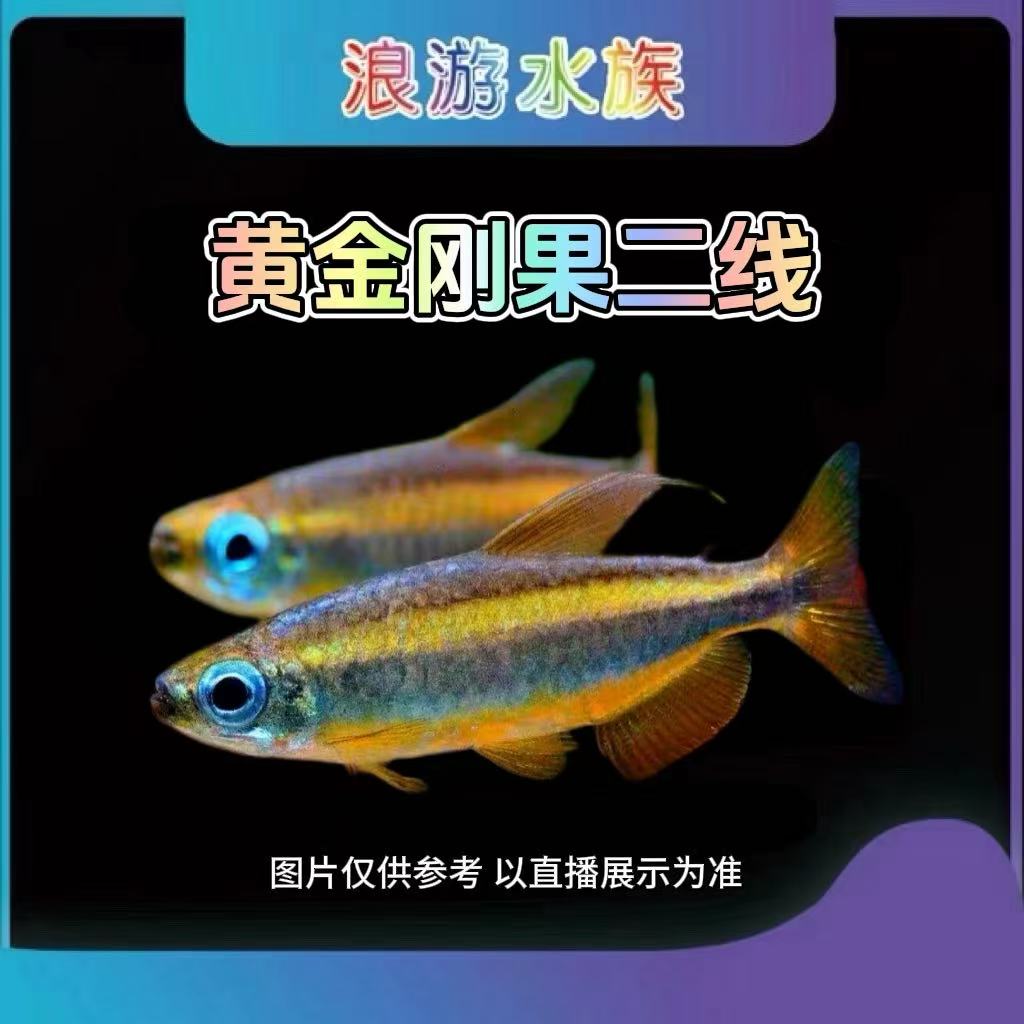黄金刚果二线 二线刚果灯鱼 观赏鱼群游淡水热带鱼活体小型鱼