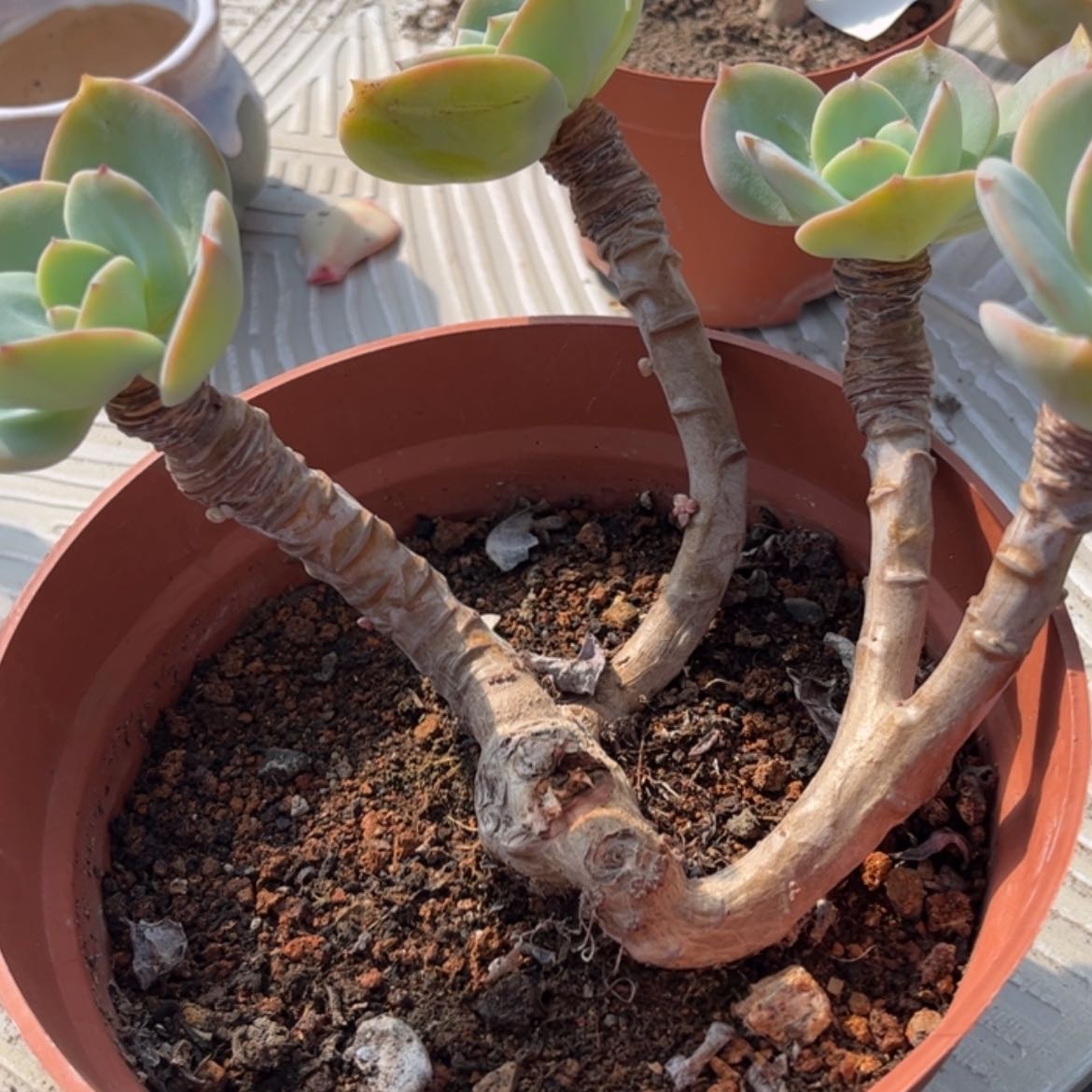 【闪购商品】无花朵卖****?