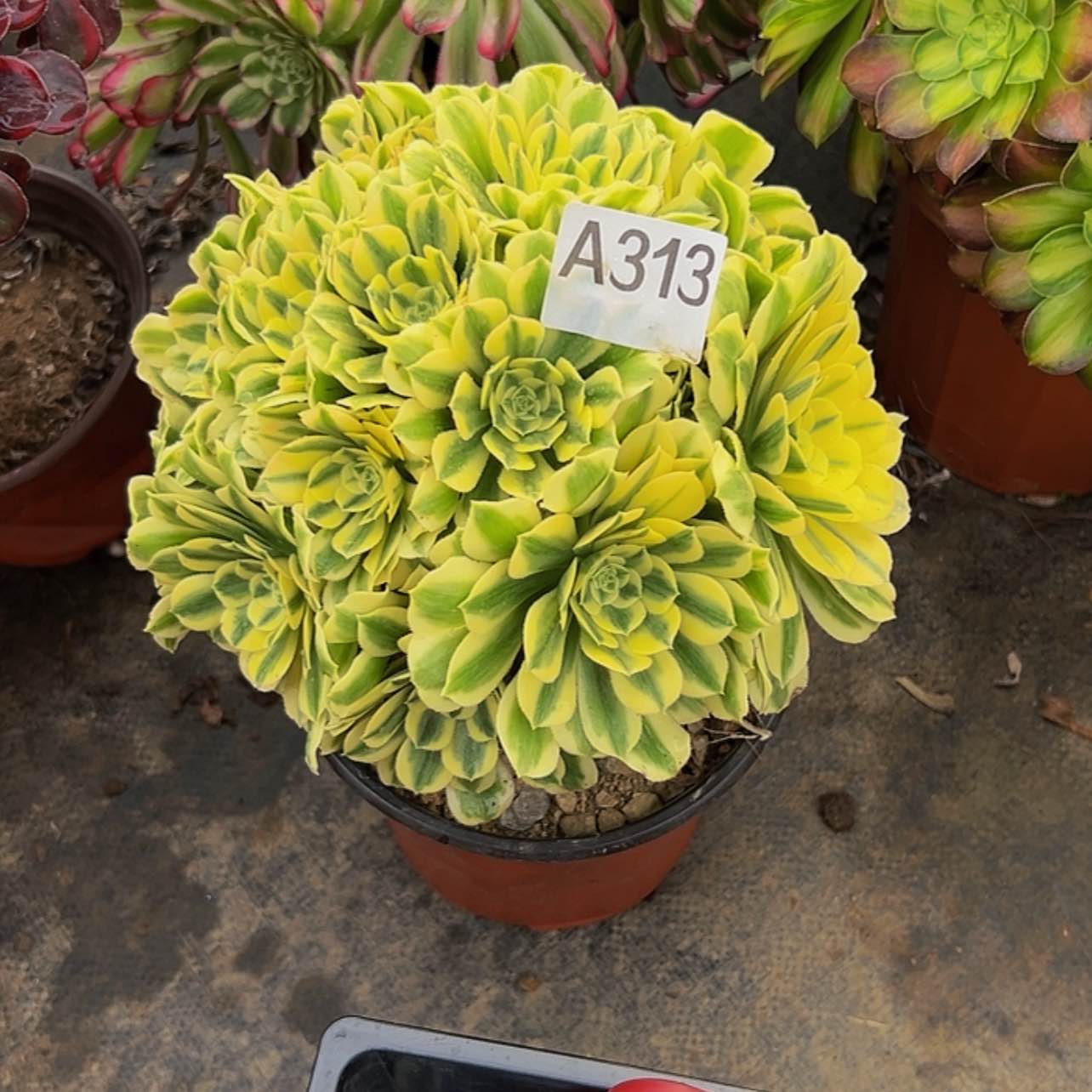 【闪购商品】多肉植物313迈巴赫。 