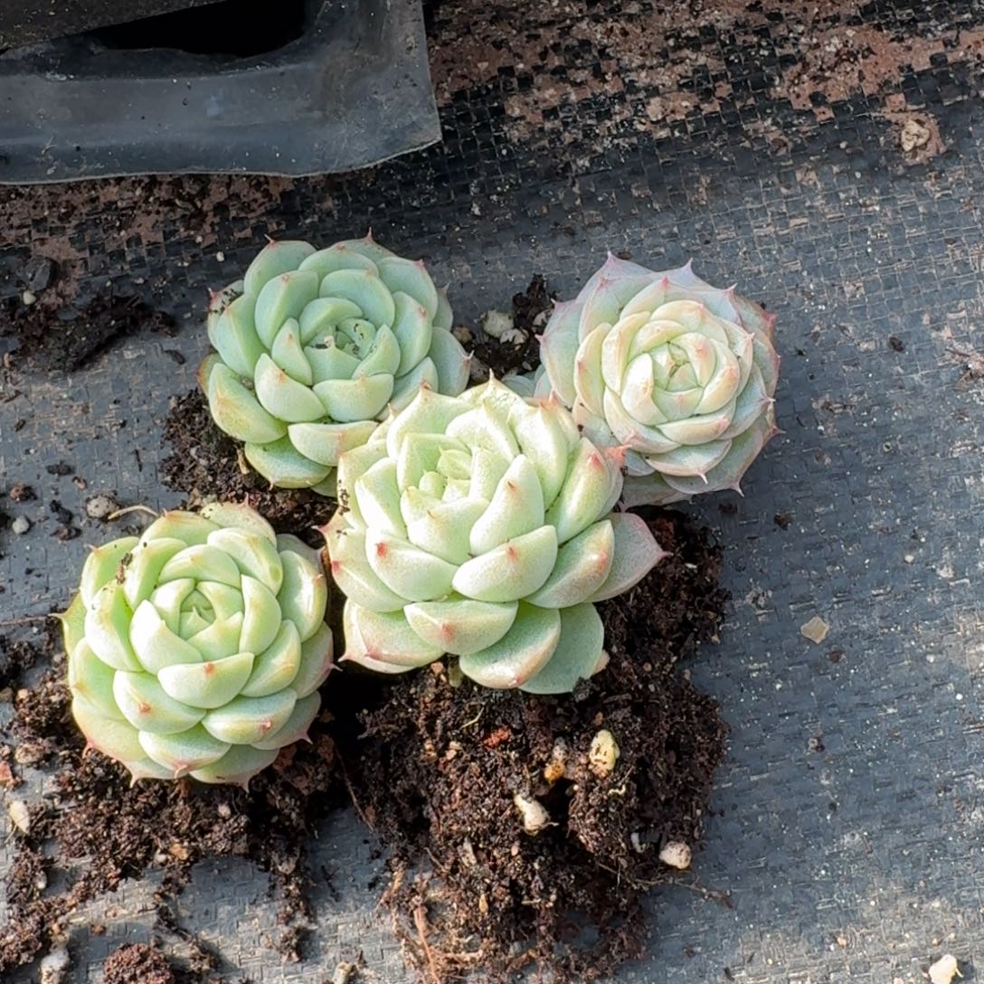 10-26麦秆十棵量拍发货