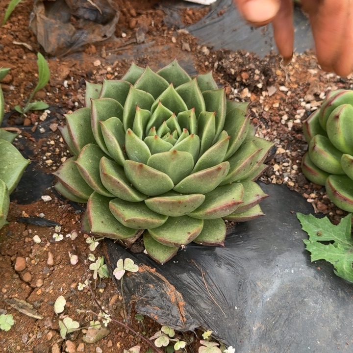 地挖大单头多肉植物4-222