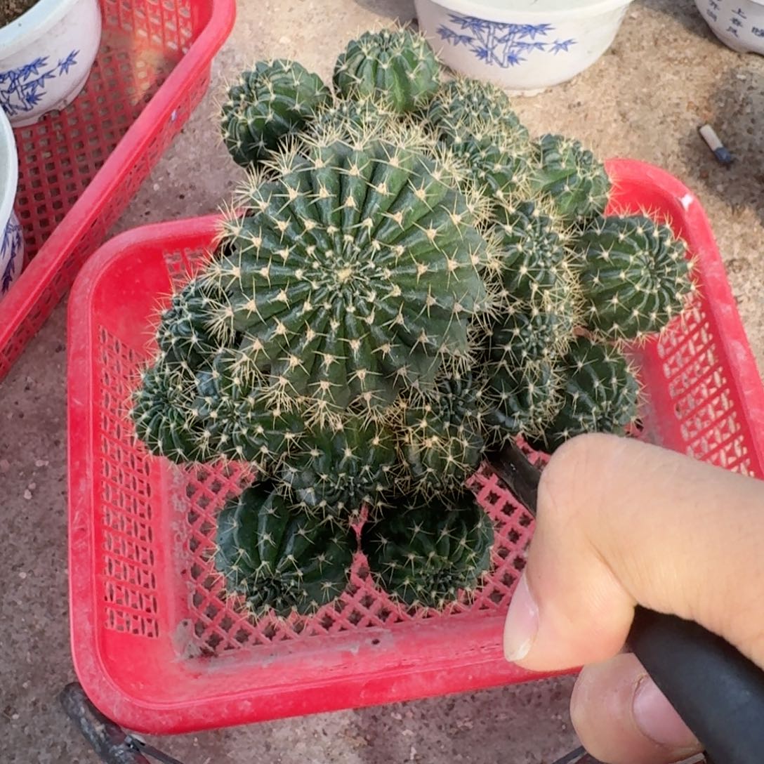 萤***虫无花朵丽花哈哈哈哈哈哈哈哈