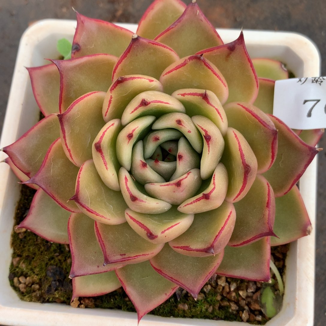 70杂交多肉老桩15包邮