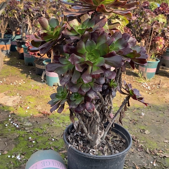 巫毒多肉植物47。  