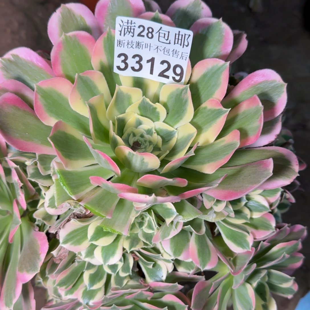 33129白凤多肉植物花花