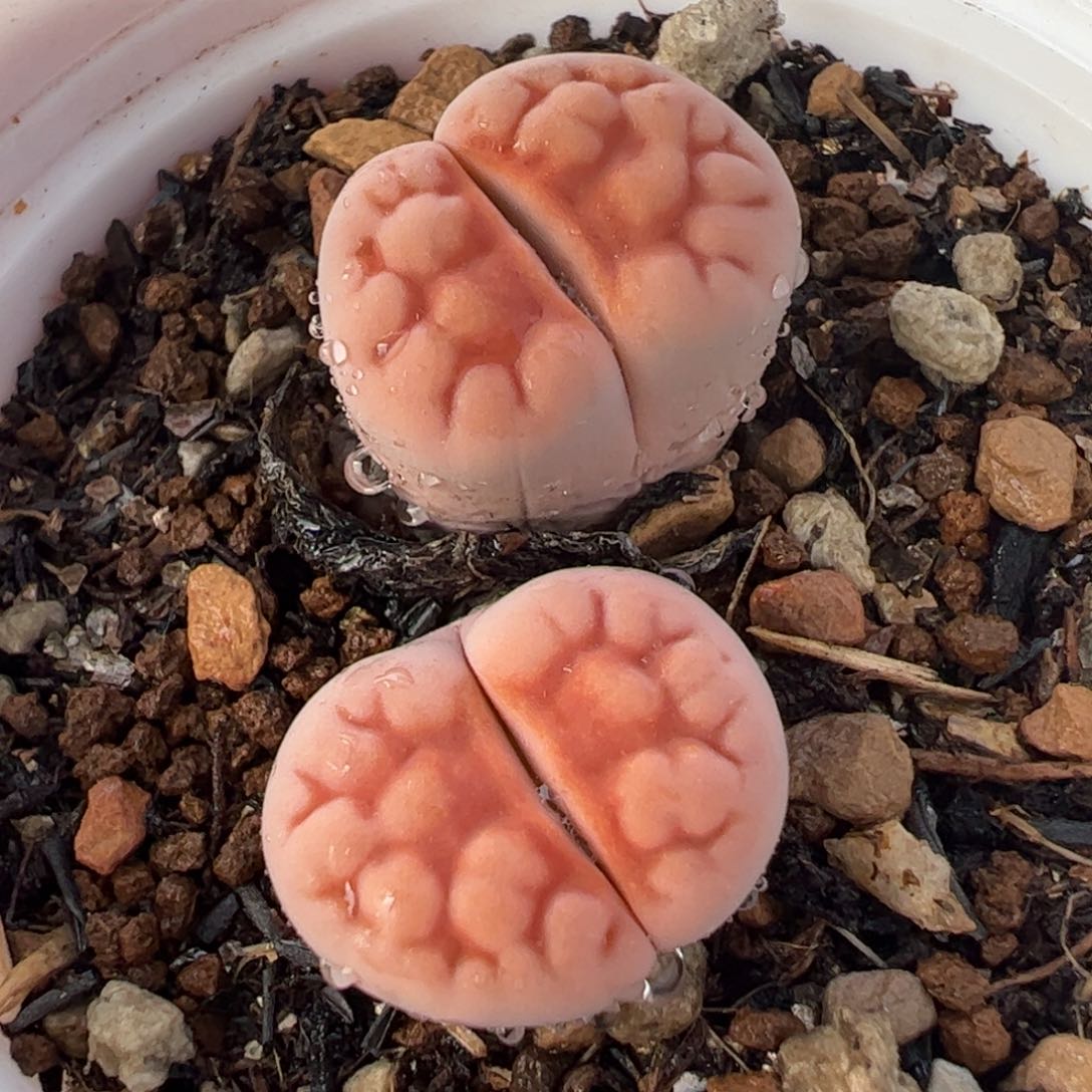 142多肉植物百科