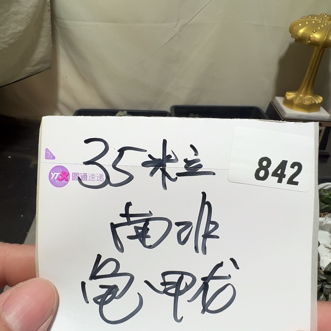 多肉植物专拍植物不退换 一物一拍 842