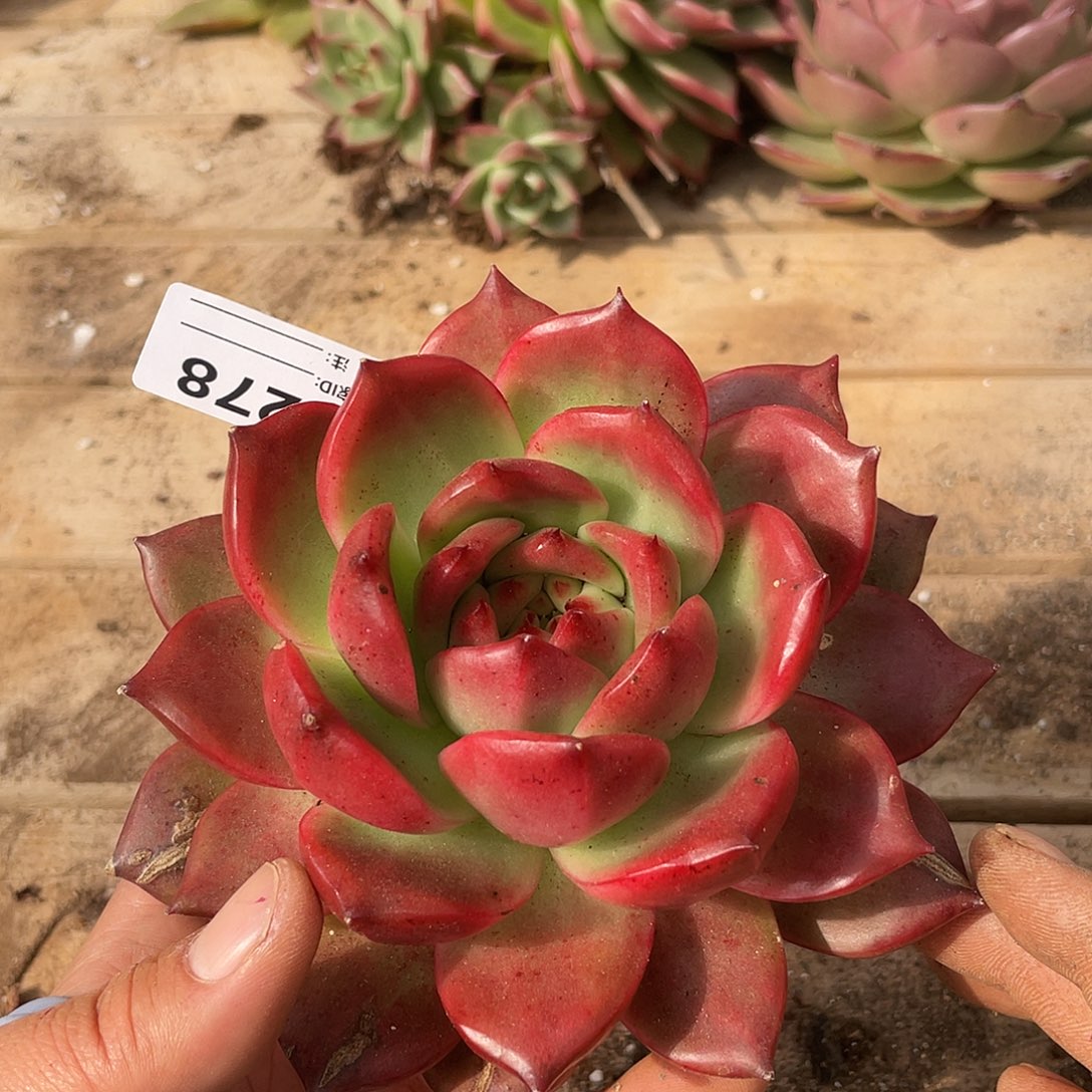 若如东云单拍A278