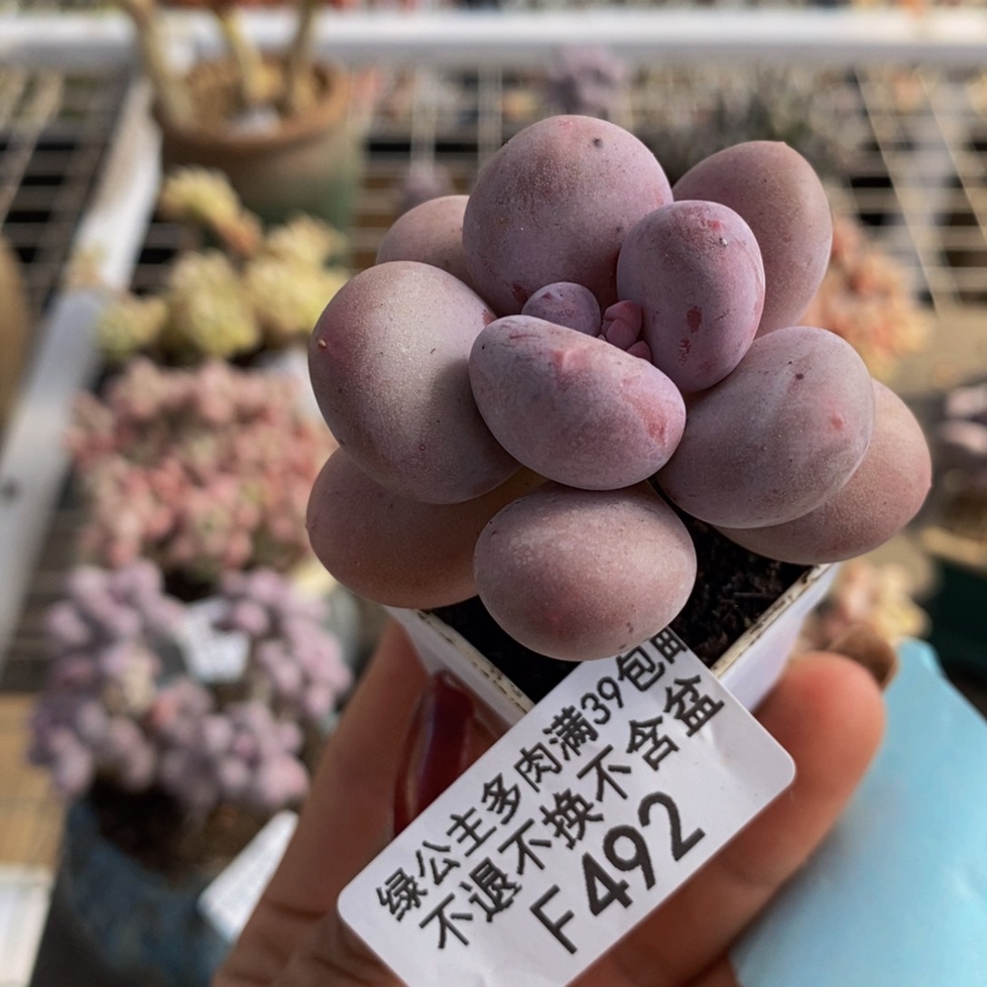 丸叶蛋黄奶492/4c m