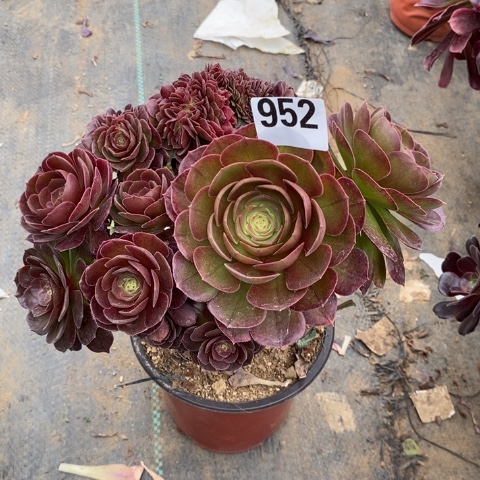 万圣节多肉植物法师不包损