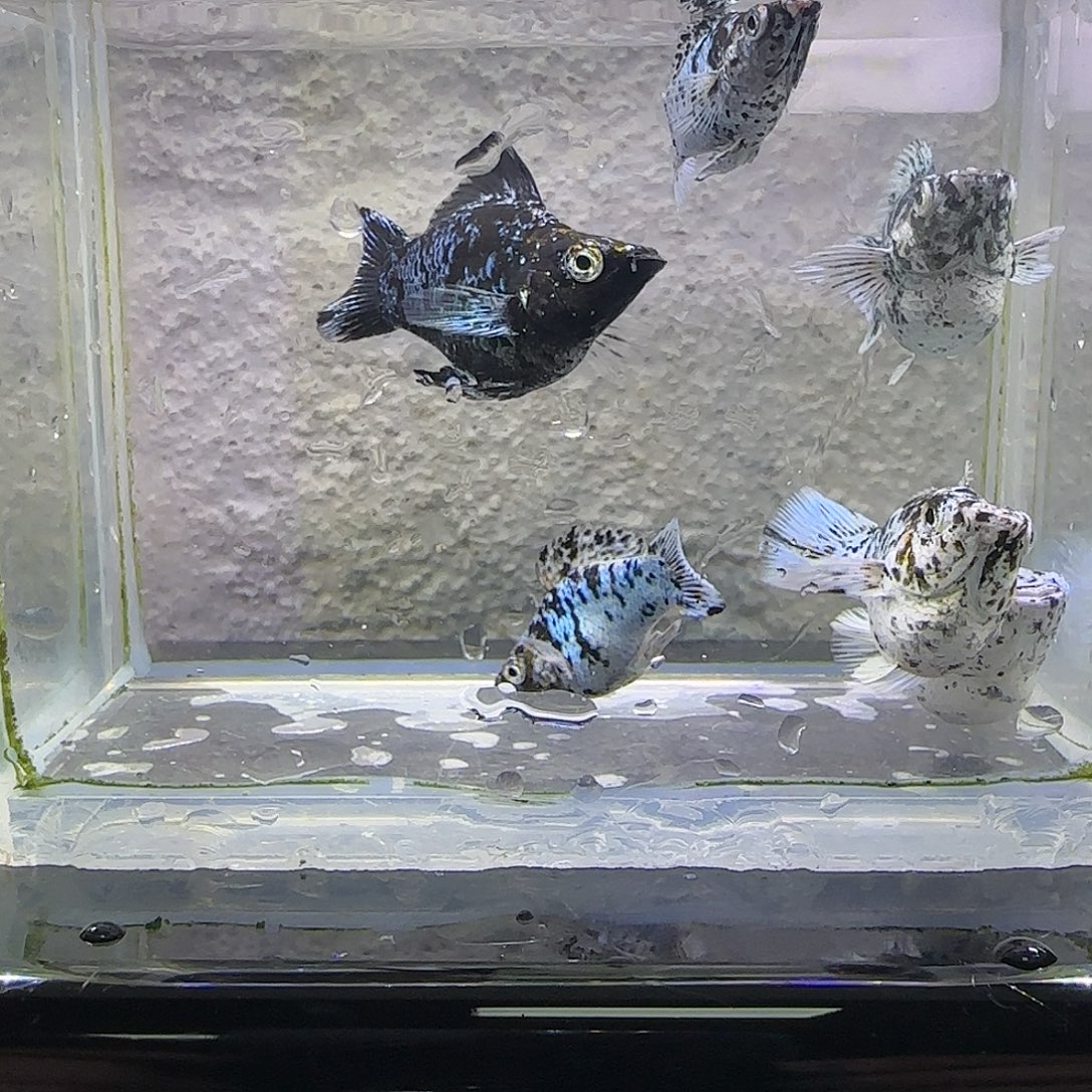 黑玛丽鱼奶牛玛丽3对。75号