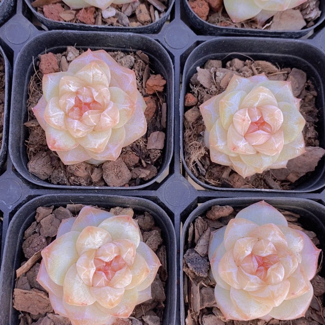 量拍30号 糖心粉钻单头一个