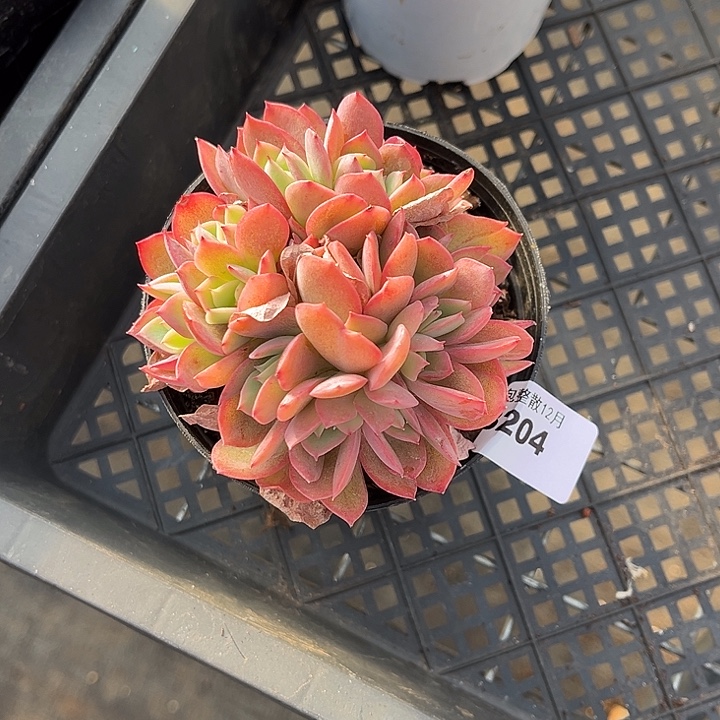 阿雅园艺。     3204绮罗朵朵