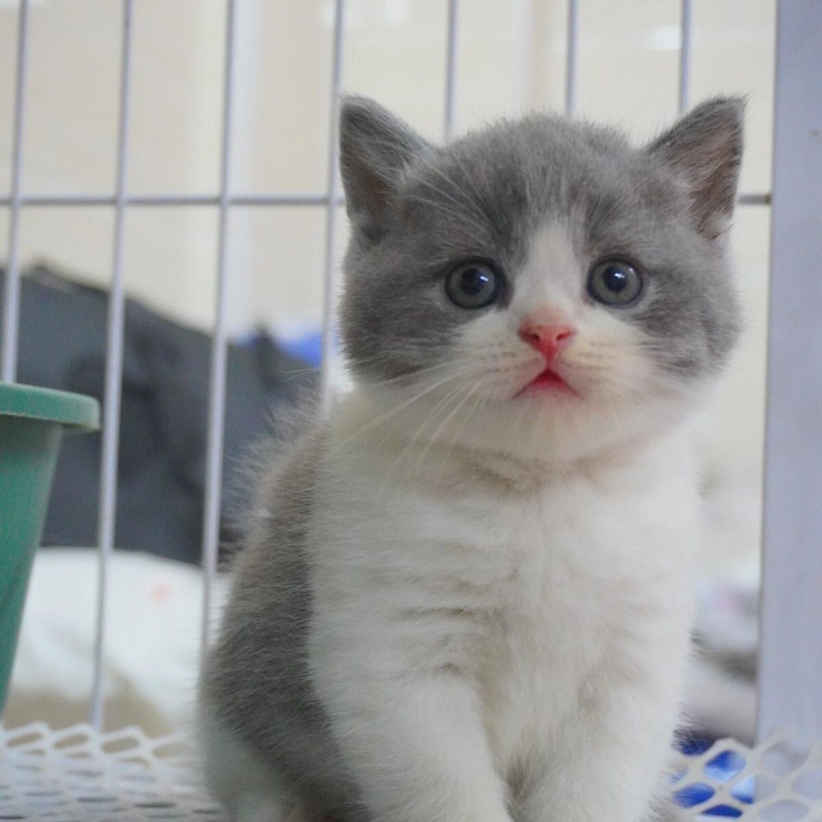 多种品种可爱宠物猫布偶猫英短蓝白缅因猫美短售卖