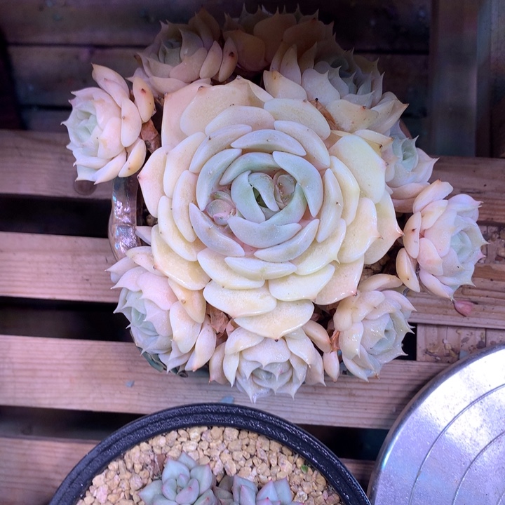 露娜莲手捧多肉植物chongxinxinxi