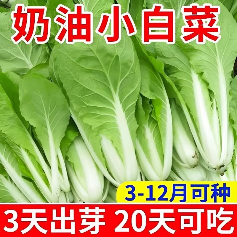 四季奶油小白菜种子蔬菜早熟夏耐热耐寒小青菜阳台盆栽菜种子大全