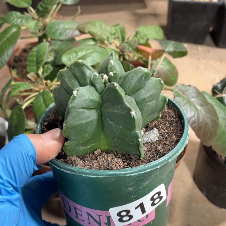 818实生角油龟甲栾凤