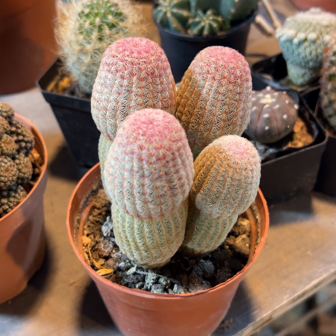 岁****哈哈哈哈哈哈哈哈哈哈哈