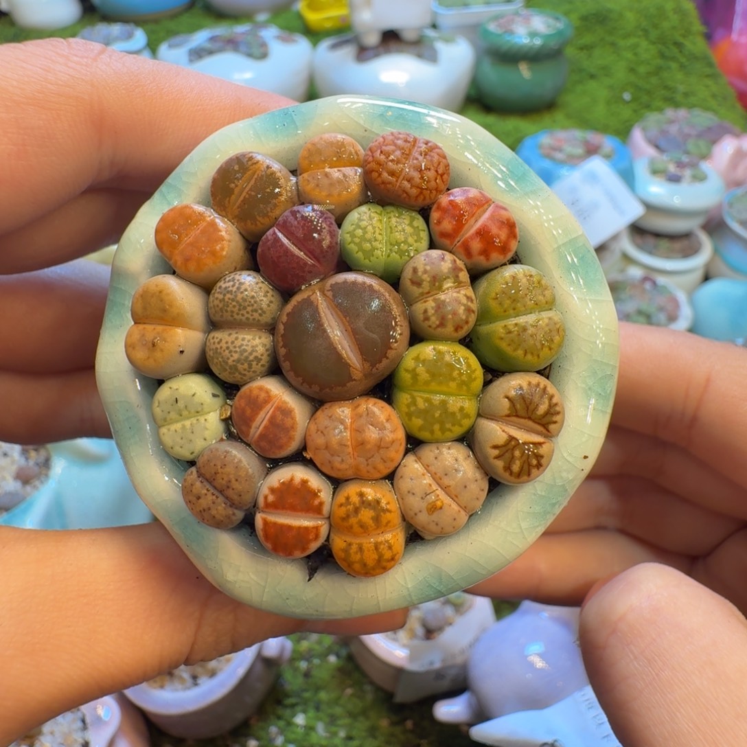 多肉葡萄的味道876