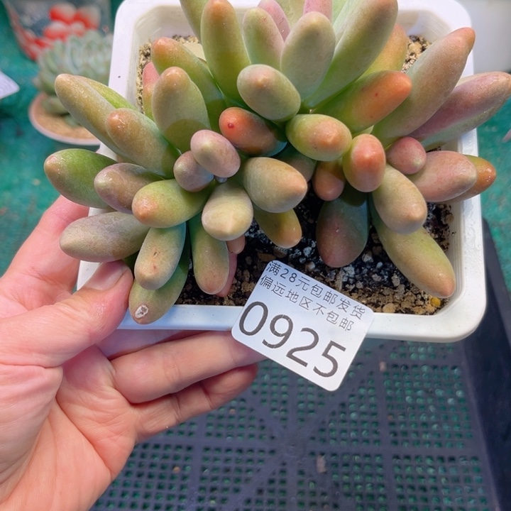 大0925:、zczvxvcbbb