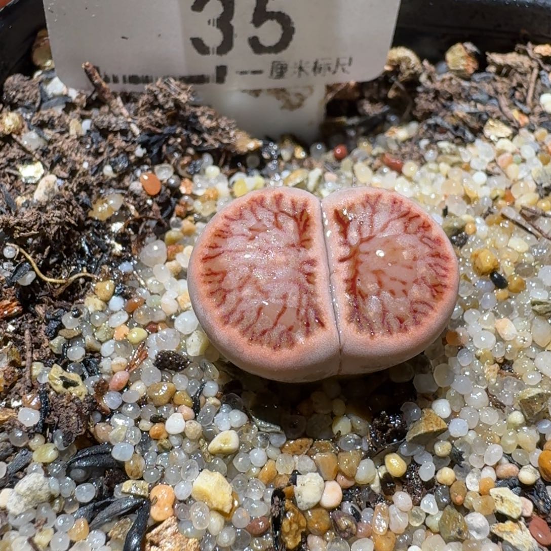 Ssss便宜出了清仓35粉菊